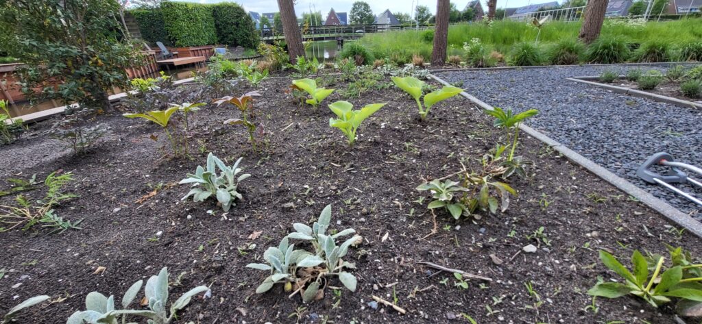 Verschillende bladvormen en bloemvormen en planten met mooie herfstkleuren