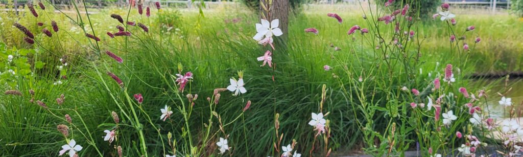 Mooie plantencombinatie met bloemen en grassen