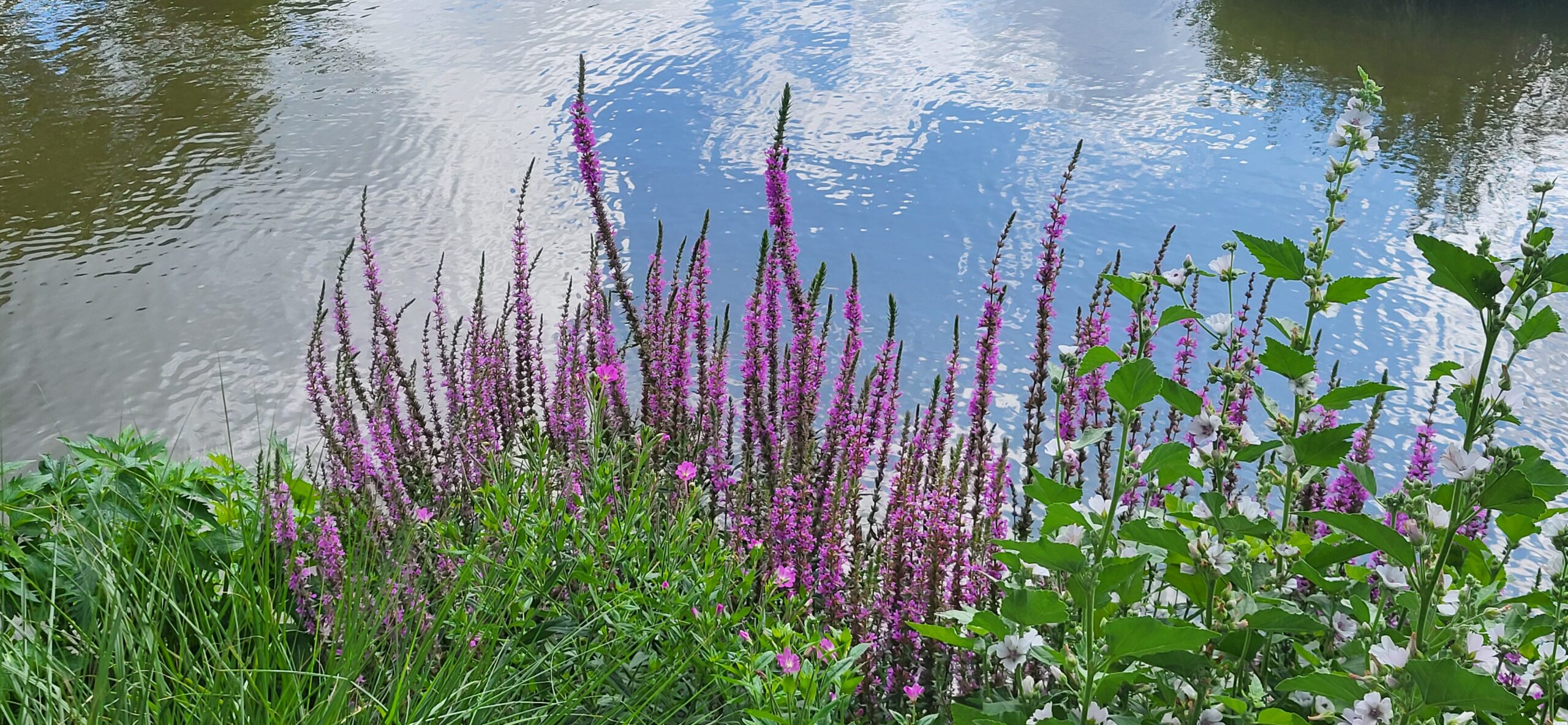 Inheemse planten aan het water