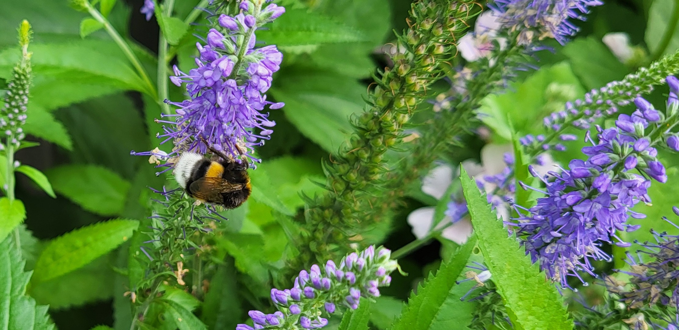 Hommel op Ereprijs