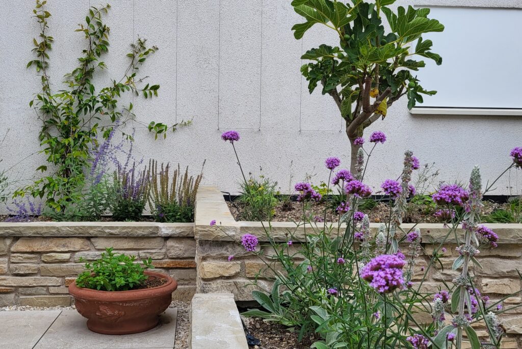 Mediterrane daktuin met mediterrane en inheemse planten