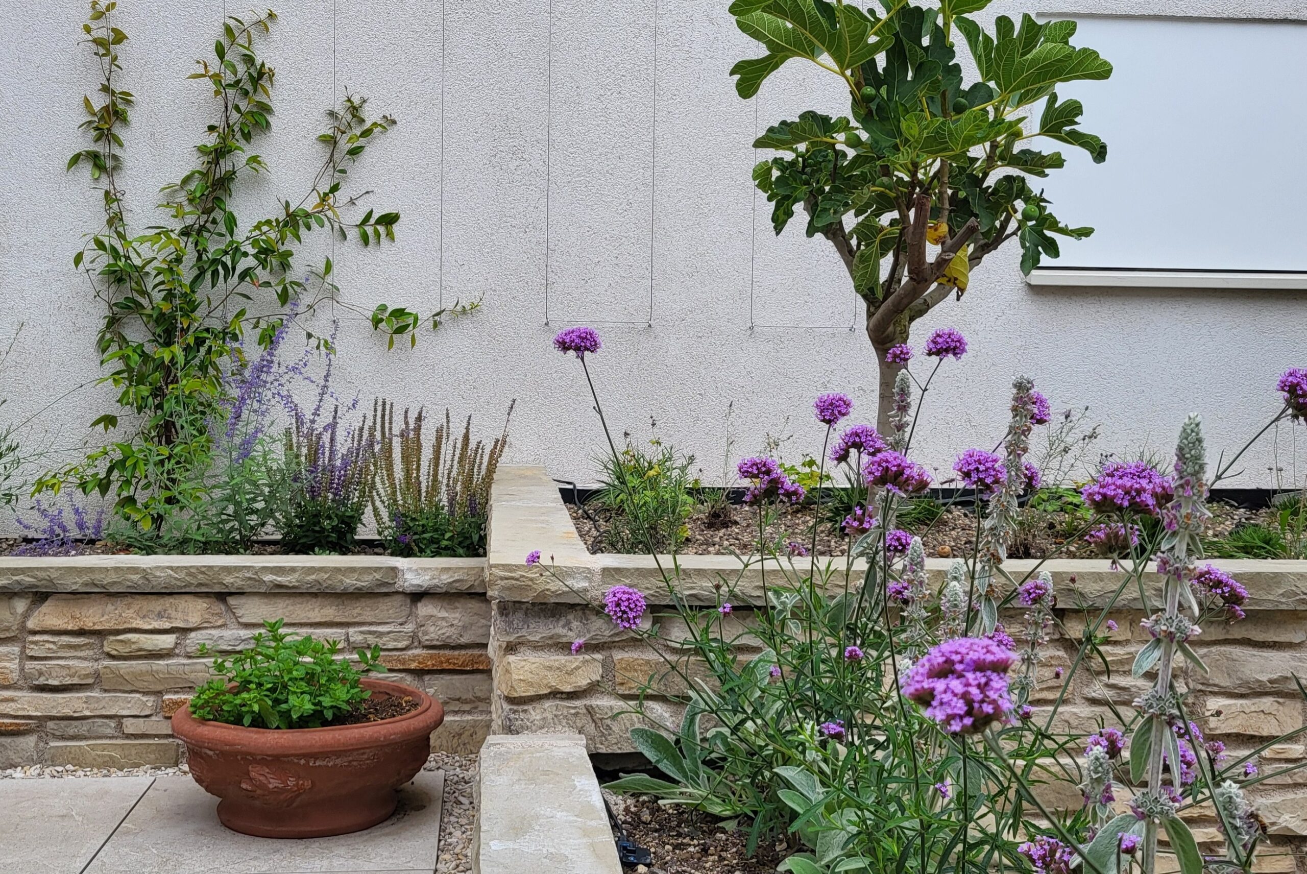 Mediterrane daktuin met mediterrane en inheemse planten