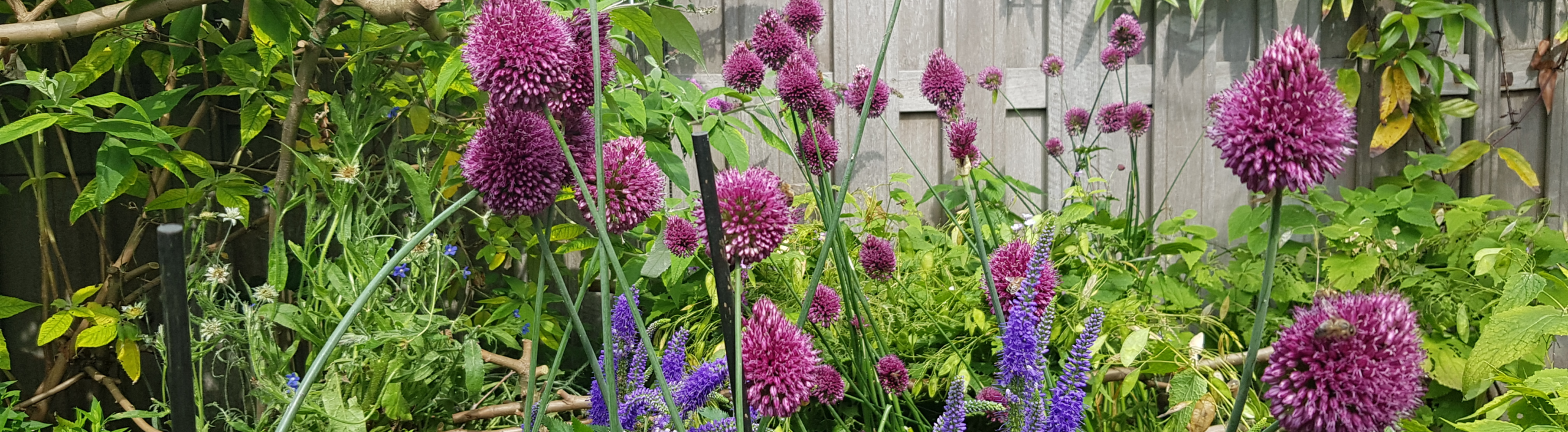 trommelstokjes en ereprijs